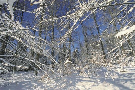 Vakantiepark Wilhelm Tell Superieur Chalet Opglabbeek Екстериор снимка